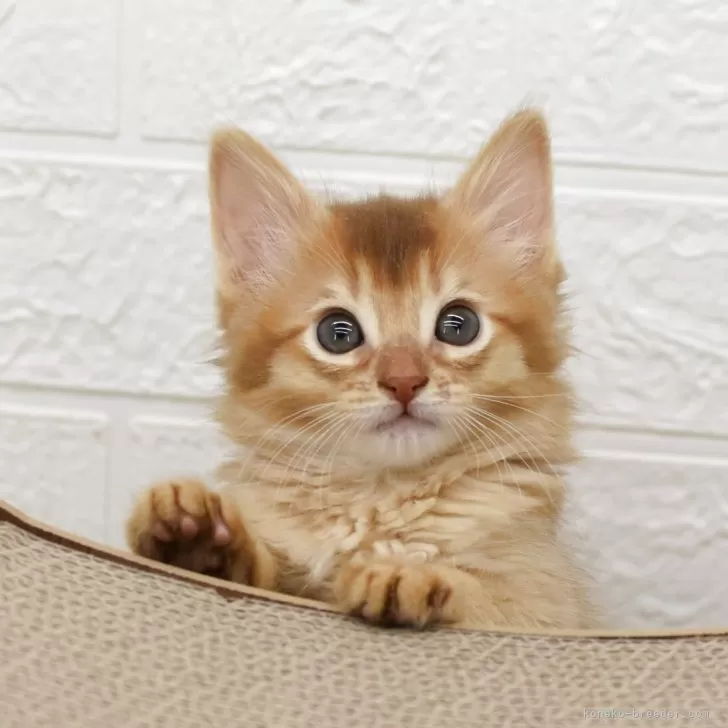 ID：2504-01183の子猫