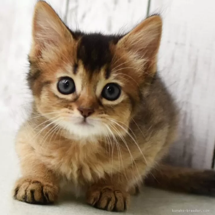 じまさん 様のお迎えした子猫