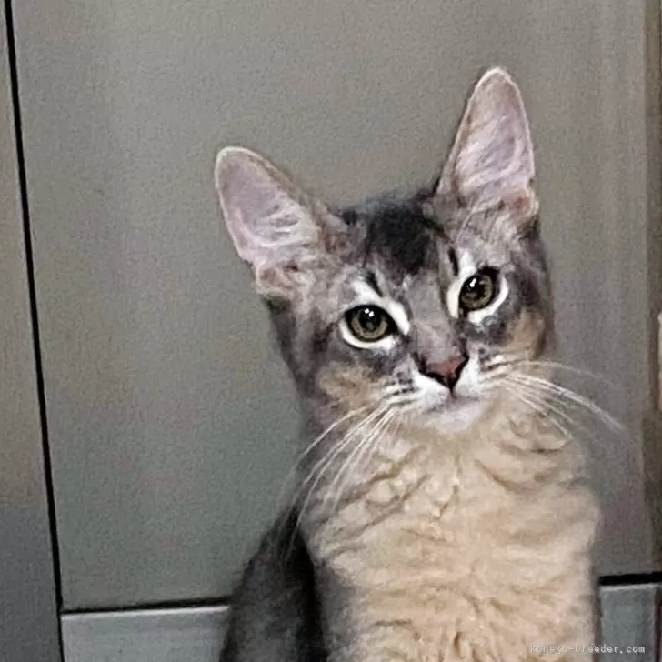 ID:2504-01178の子猫