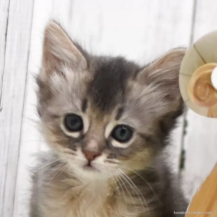 ID:2504-00525の子猫