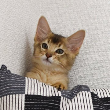 ソマリ【大阪府・男の子・2025年8月20日・ルディ（ロング）】の写真「我先にとやってくる、元気な男の子。」