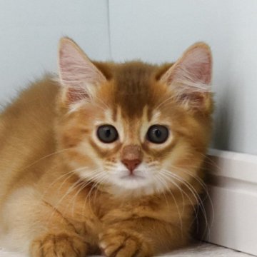 ソマリ【大阪府・女の子・2025年9月4日・レッド（ロング）】の写真「高いところに上るのが大好き。気を付けて。」