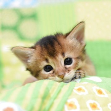 ソマリ【大阪府・女の子・2025年7月28日・ルディ（ロング）】の写真「遺伝子検査‼両親とも検査可能な５項目すべてクリア」