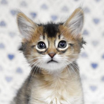 ソマリ【大阪府・女の子・2025年10月9日・ルディ（ロング）】の写真「さみしがり屋の甘えんぼ。ひとりは嫌。」