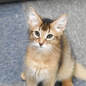 ソマリ【大阪府・男の子・2025年8月1日・ルディ（ロング）】の写真「お部屋を駆け回る元気な男の子です。」