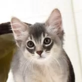 ソマリ