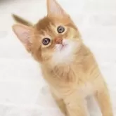 ソマリ