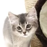 ソマリ