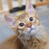 ソマリ