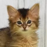 ソマリ【大阪府・男の子・2024年11月13日・ルディ】の写真1