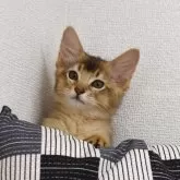 ソマリ【大阪府・男の子・2025年8月20日・ルディ】の写真1