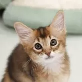ソマリ