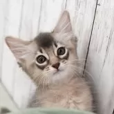 ソマリ