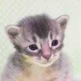 ソマリ