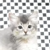 ソマリ