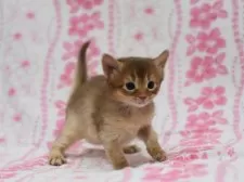 ソマリ【大阪府・女の子・2025年2月28日・レッド】の写真2