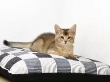 ソマリ【大阪府・男の子・2025年8月20日・ルディ】の写真3