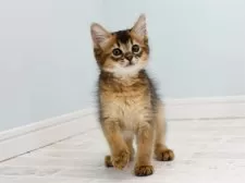 ソマリ【大阪府・女の子・2025年9月4日・ルディ】の写真4