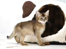 ソマリ【大阪府・女の子・2025年9月4日・ルディ】の写真5