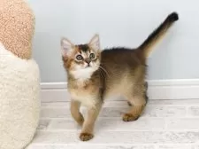 ソマリ【大阪府・女の子・2025年9月4日・ルディ】の写真6