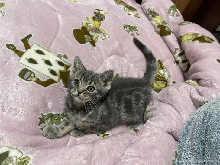 ID:2110-00119の子猫