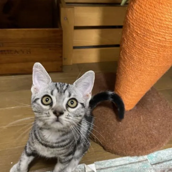 ID:2208-01530の子猫