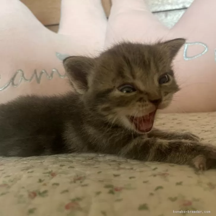 ID：2408-00806の子猫