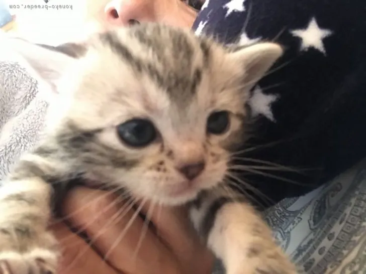 Y.N 様のお迎えした子猫