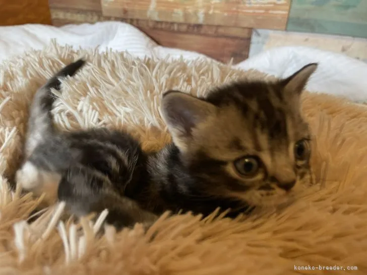 ID：2111-01850の子猫