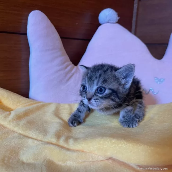 ID:2408-00914の子猫