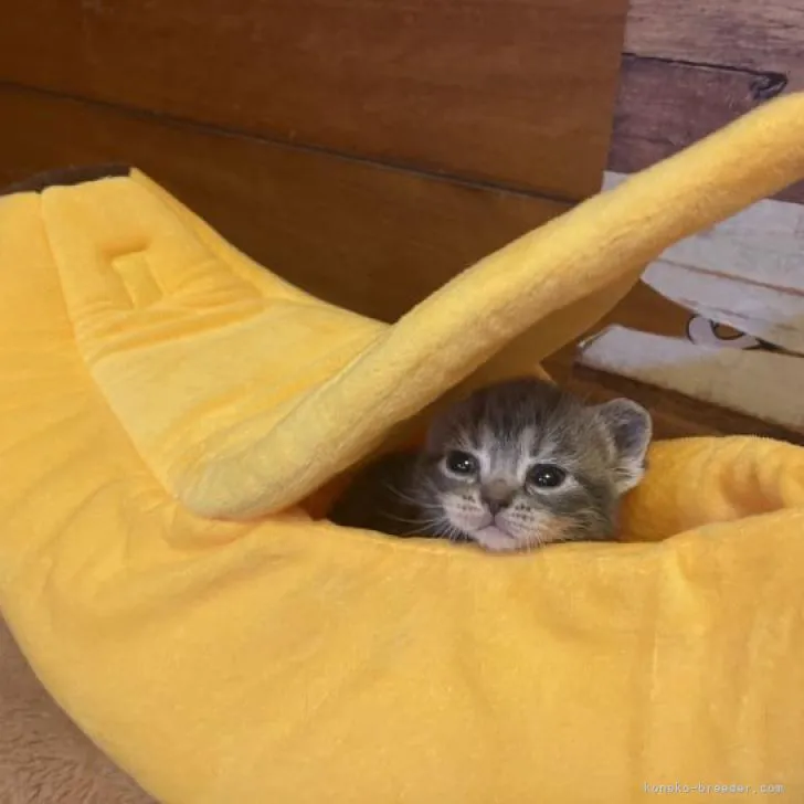 ID：2302-00840の子猫