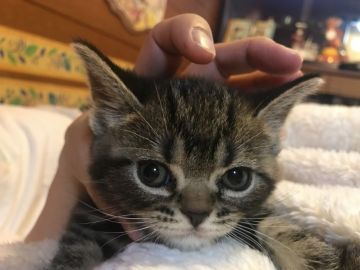 アメリカンショートヘア【大阪府・男の子・2019年1月20日・ブラウンタビー】の写真「健康で性格も可愛い子です！」