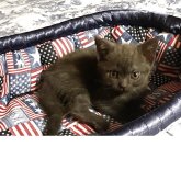 アメリカンショートヘア