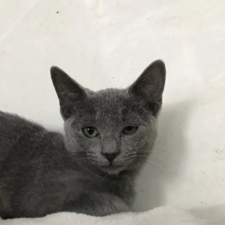 ID：2308-02129の子猫