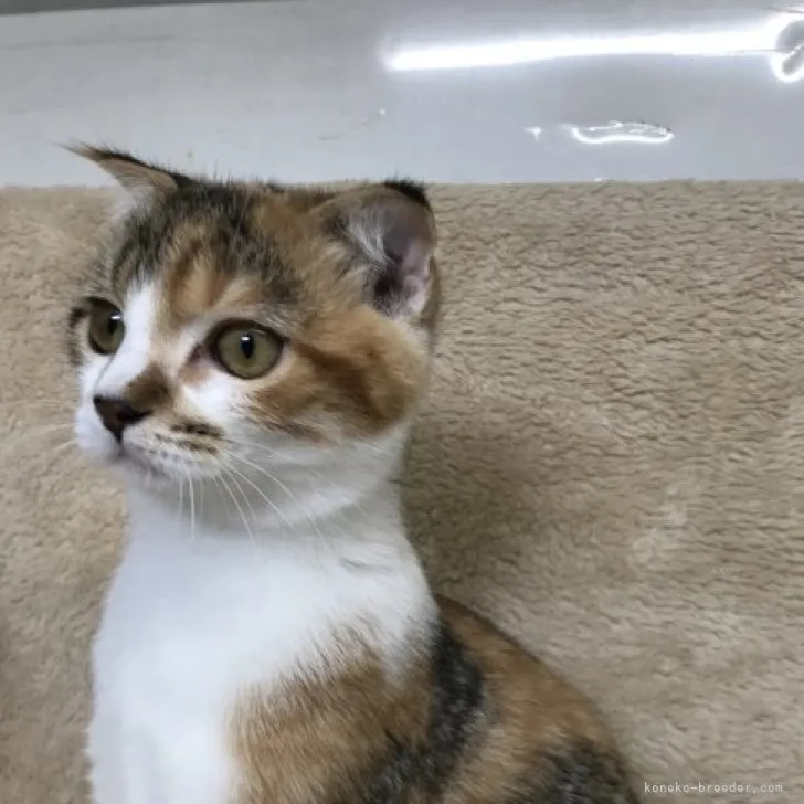 ID：2306-02036の子猫