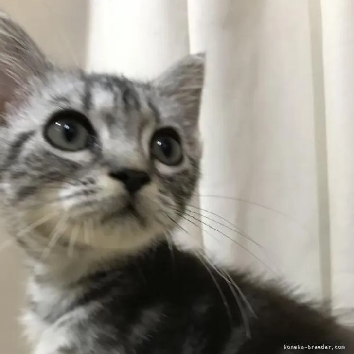 ID：2207-02988の子猫