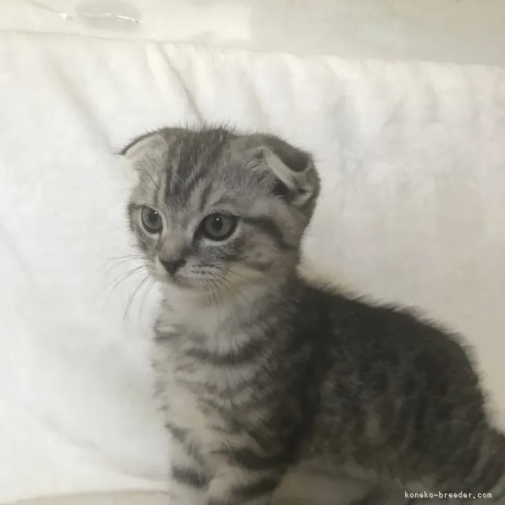 ID：2309-01009の子猫