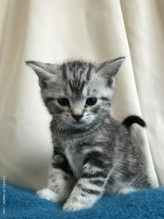 ID:2111-00532の子猫