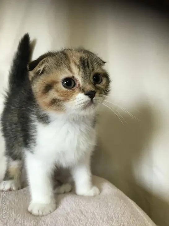 ID：1911-01799の子猫