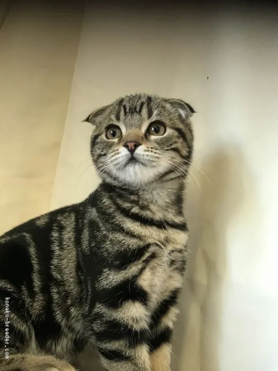 A.N 様のお迎えした子猫