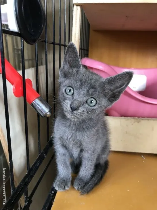 ID：1809-01330の子猫