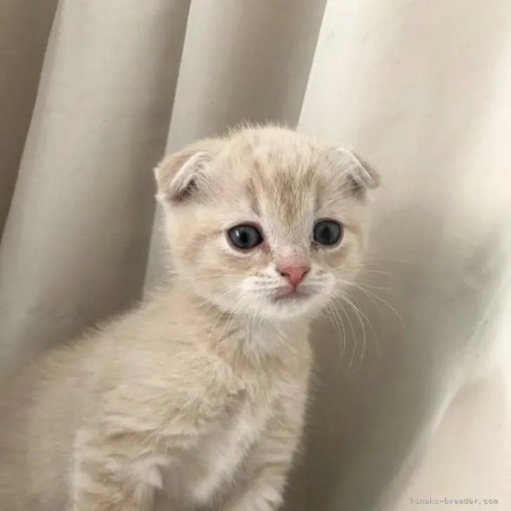 なつ 様のお迎えした子猫