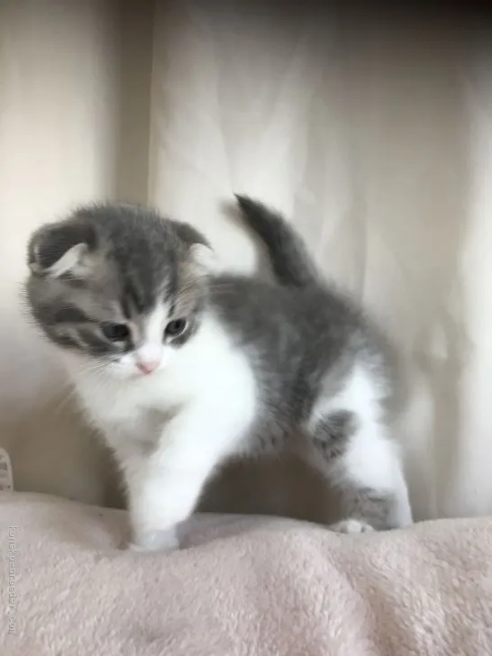 ID：2004-01964の子猫