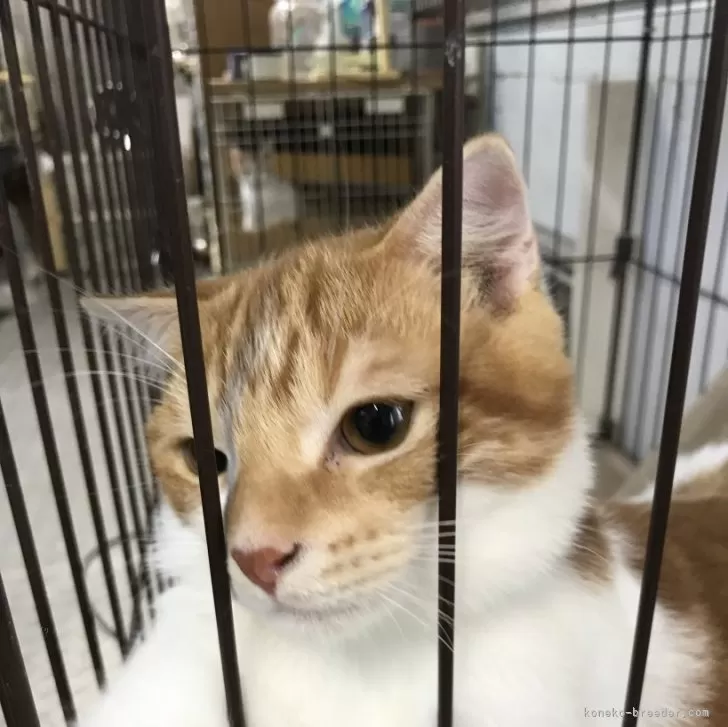 ID：2405-01041の子猫