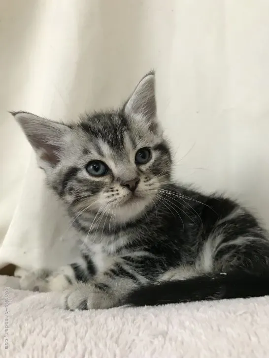 ID：2204-00772の子猫