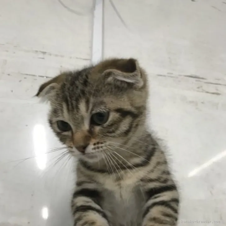 ID：2307-00589の子猫
