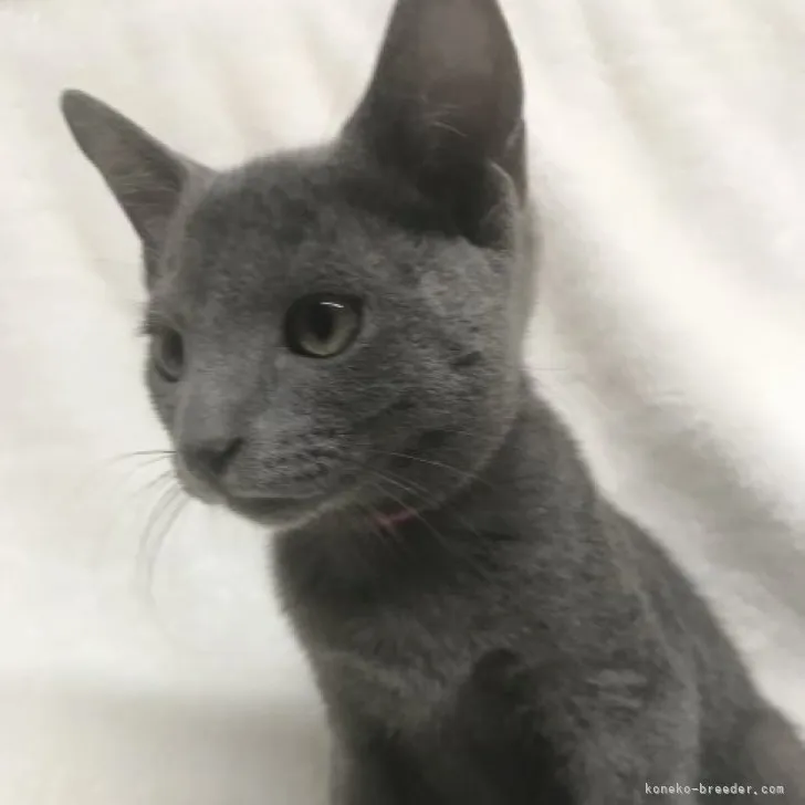 ID：2308-02076の子猫