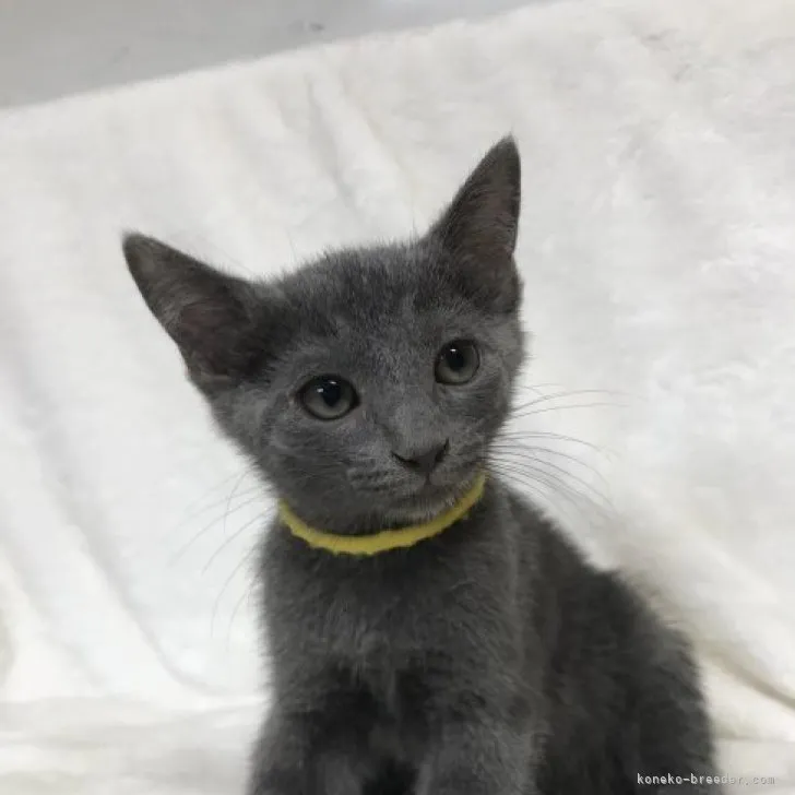 ID：2308-02123の子猫