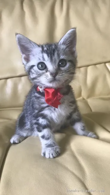 ID：1805-01178の子猫