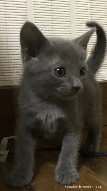 ID：1809-01332の子猫